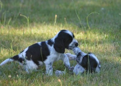 Les bébés de Lara et Bob de l'élevage du Charme aux Loups